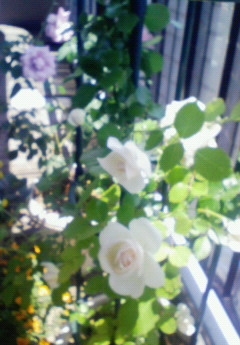 白いバラもたくさん咲きました