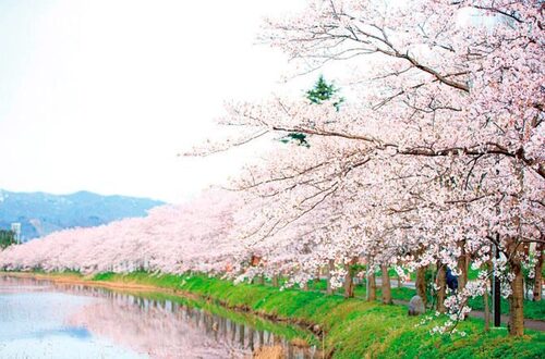 土日は風が強く肌寒い日でしたが徐々に暖かくなってきています。